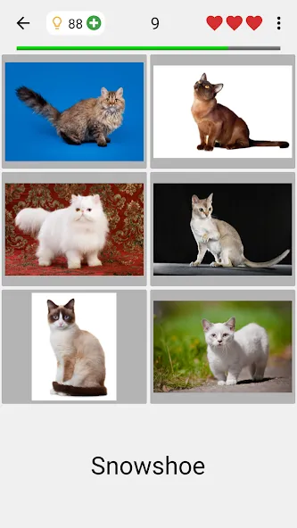 Cats Quiz Guess Popular Breeds  [МОД Unlimited Money] Screenshot 2