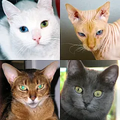 Взломанная Cats Quiz Guess Popular Breeds  [МОД Unlimited Money] - стабильная версия apk на Андроид