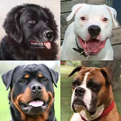 Скачать взломанную Dogs Quiz - Guess All Breeds!  [МОД Бесконечные монеты] - стабильная версия apk на Андроид