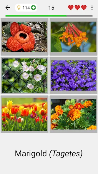 Flowers Quiz - Identify Plants  [МОД Mega Pack] Screenshot 2