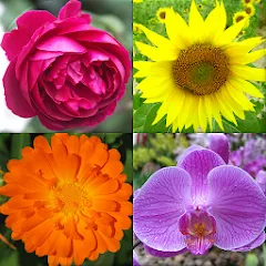 Взломанная Flowers Quiz - Identify Plants  [МОД Mega Pack] - последняя версия apk на Андроид